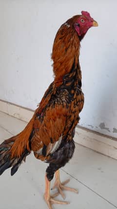 Pakistani Breed | Aseel Murgha | Pakistani Aseel  Murgha For Sale