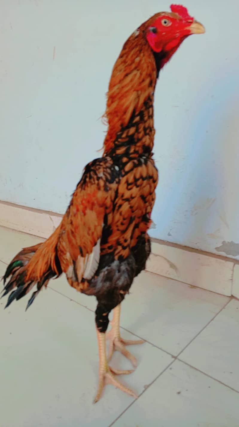 Pakistani Breed | Aseel Murgha | Pakistani Aseel  Murgha For Sale 2