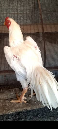 Paper White Pure Shamo Full Long Height. Age 18 months. F1 breed.