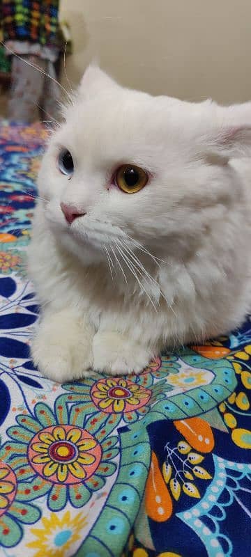 odd eyes Persian male cat 2