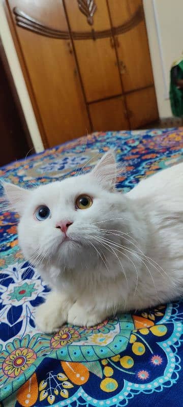 odd eyes Persian male cat 3