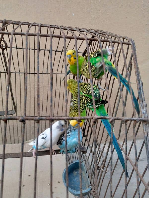 6 budgie parrots, 2 breeding pairs 0