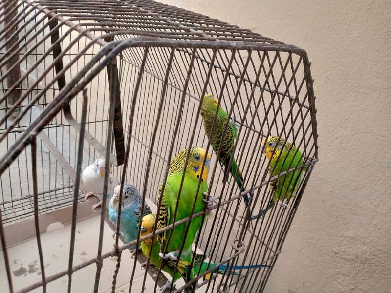 6 budgie parrots, 2 breeding pairs 3