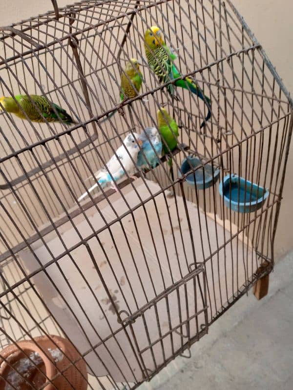 6 budgie parrots, 2 breeding pairs 6