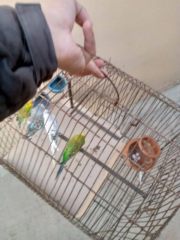 6 budgie parrots, 2 breeding pairs 7