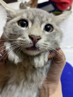 persian Cat kitten