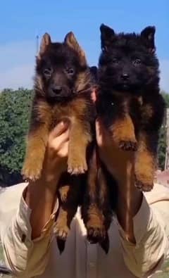 German shepherd puppies Double Coat my WhatsApp number 03407291271