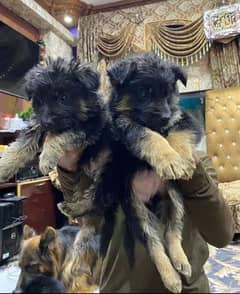 German shepherd puppies for sale / puppy / GSD pup / german shepherd