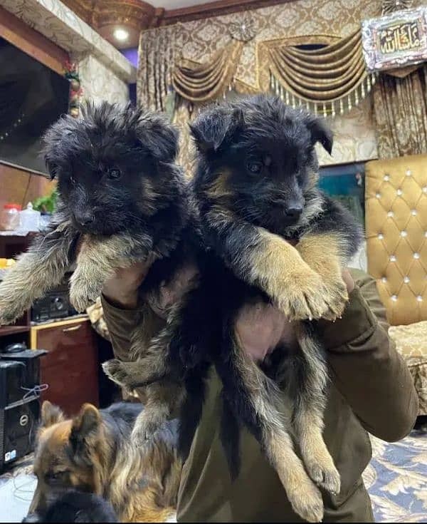 German shepherd puppies for sale / puppy / GSD pup / german shepherd 0