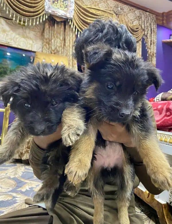 German shepherd puppies for sale / puppy / GSD pup / german shepherd 1