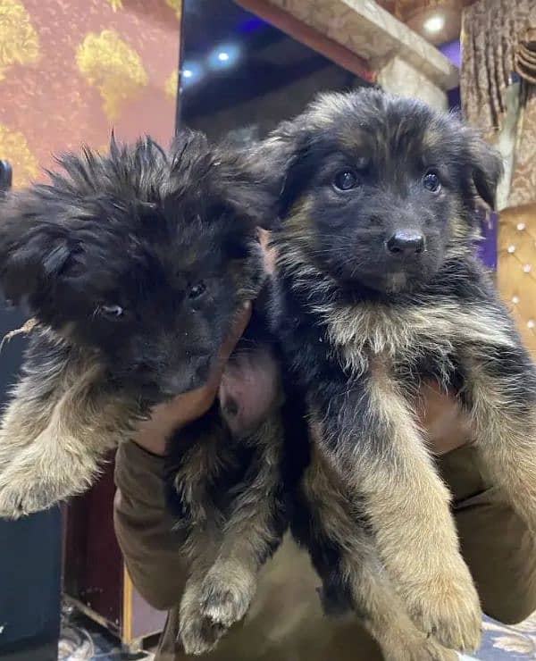 German shepherd puppies for sale / puppy / GSD pup / german shepherd 2