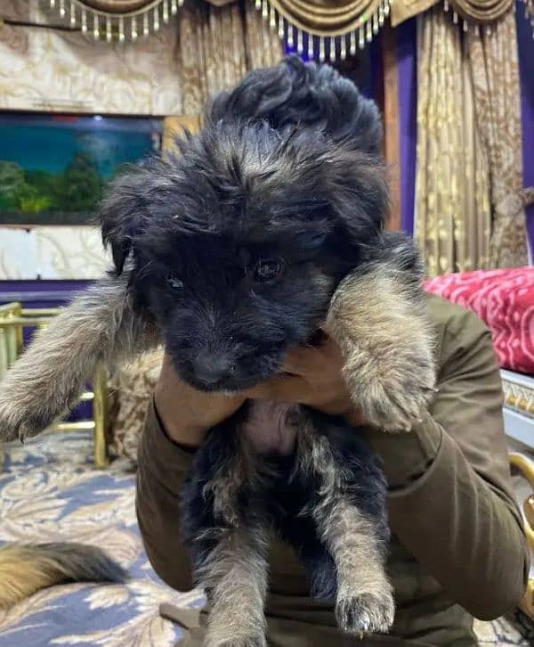 German shepherd puppies for sale / puppy / GSD pup / german shepherd 3