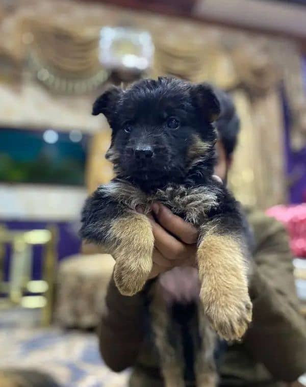 German shepherd puppies for sale / puppy / GSD pup / german shepherd 4