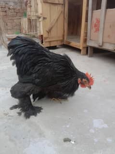 BANTAM ZERO SIZE