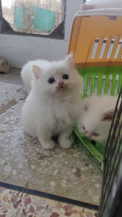 Persian kittens