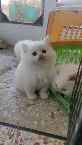 Persian kittens 0