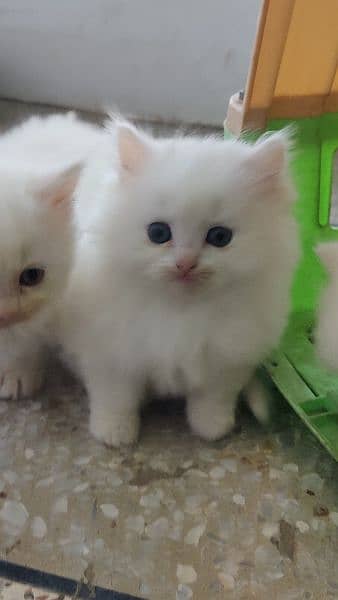 Persian kittens 1