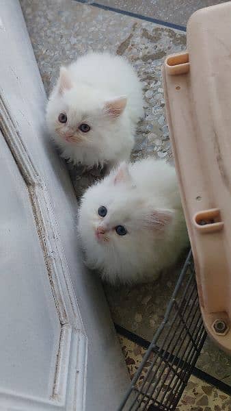 Persian kittens 2