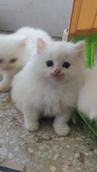 Persian kittens 3