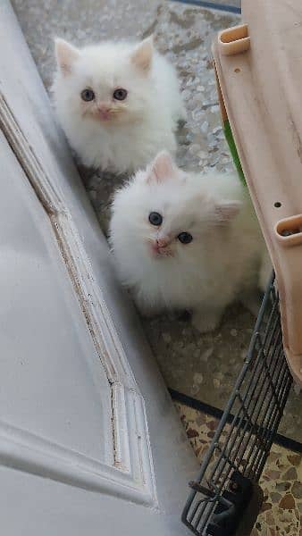 Persian kittens 4