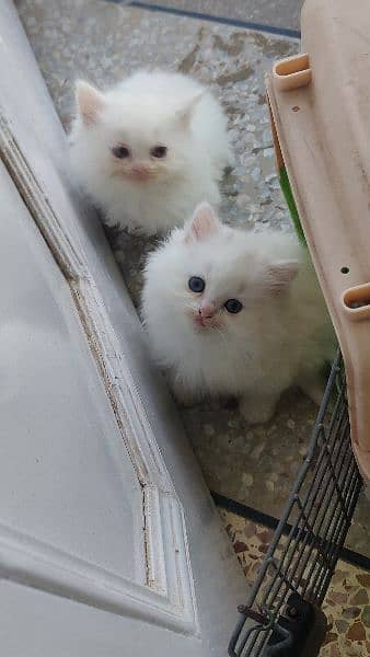 Persian kittens 5