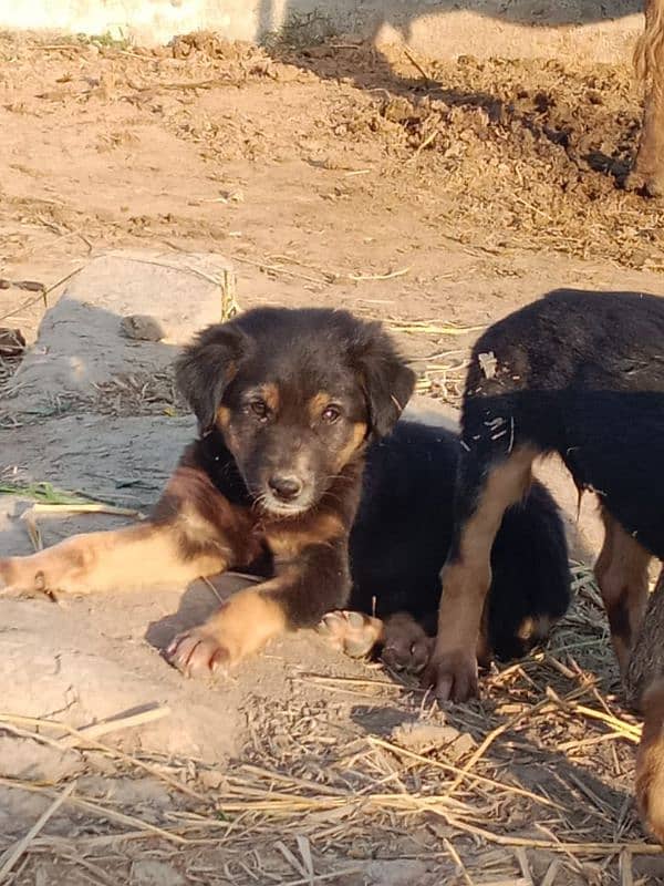 Rottwieler puppies male and female both availables for sale 4