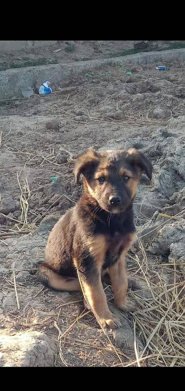 Rottwieler puppies male and female both availables for sale 1