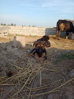 Rottwieler puppies male and female both availables for sale