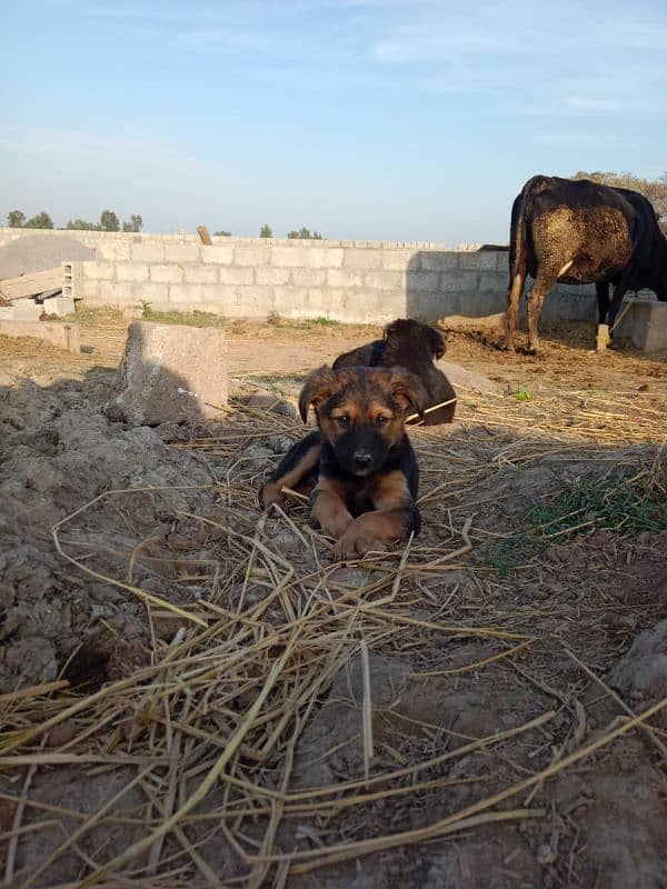 Rottwieler puppies male and female both availables for sale 0