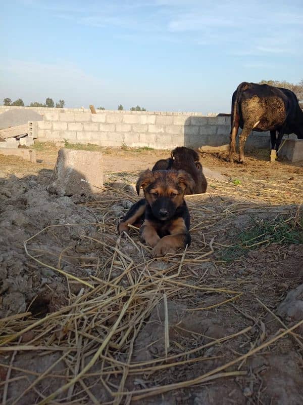 Rottwieler puppies male and female both availables for sale 3