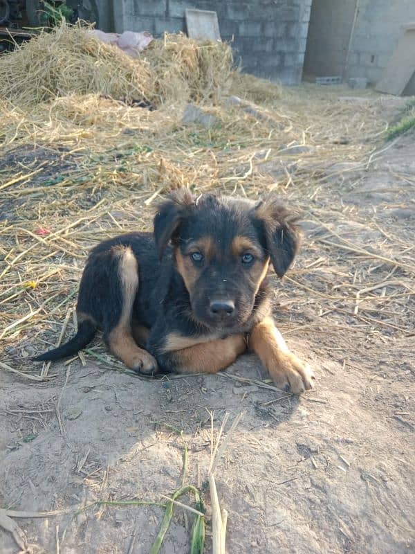 Rottwieler puppies male and female both availables for sale 2