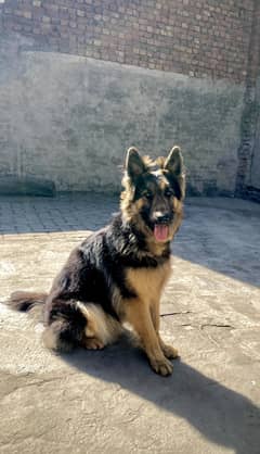 German shepherd Long coat