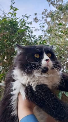 Persian Tuxedo Cat