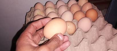 RiR fertile eggs