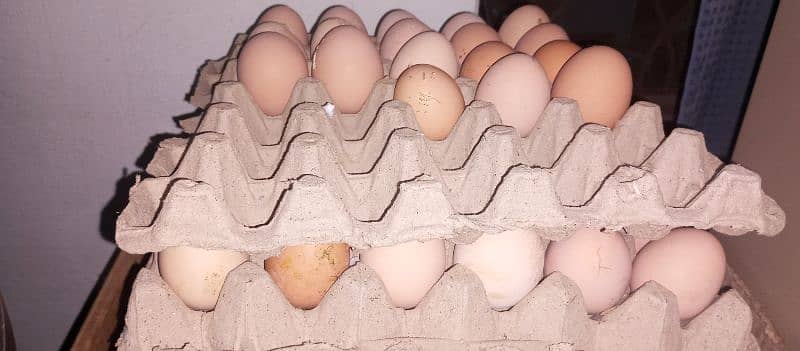 RiR fertile eggs 2