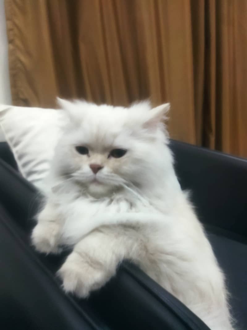 Percian Cat for sale (double coated) 0