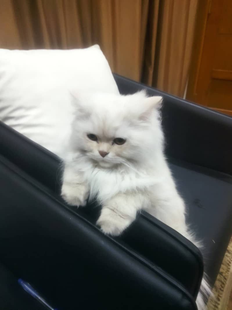 Percian Cat for sale (double coated) 1