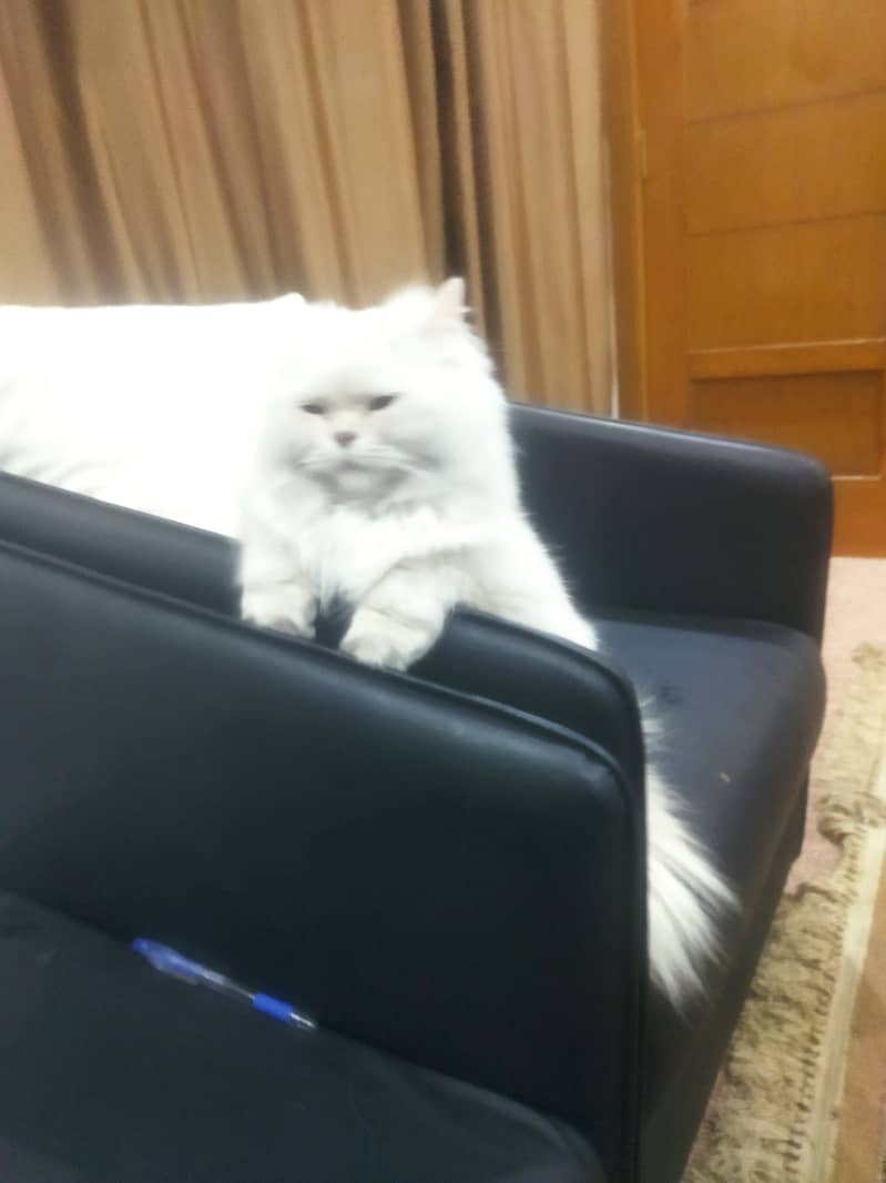 Percian Cat for sale (double coated) 2