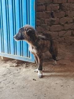 afghan khuchi puppy pair