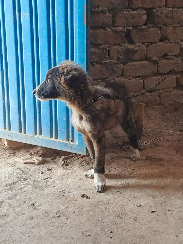 afghan khuchi puppy pair 0