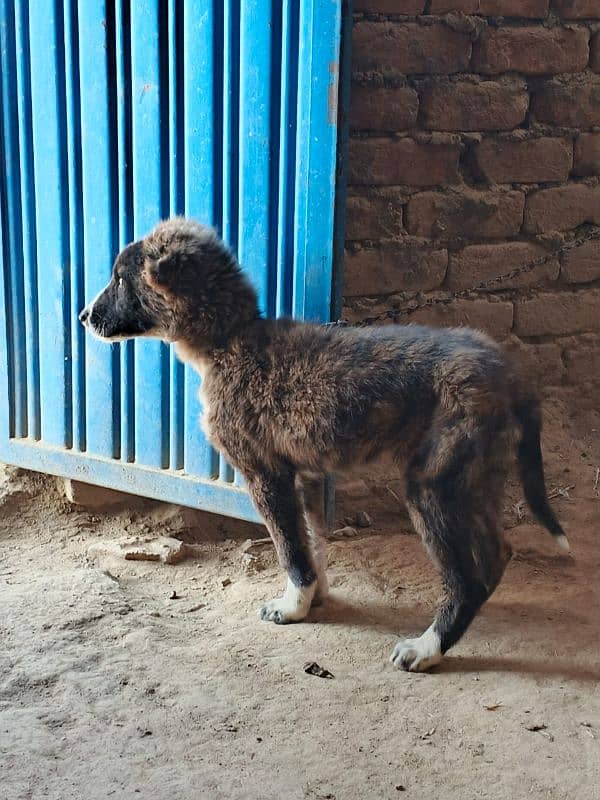 afghan khuchi puppy pair 1