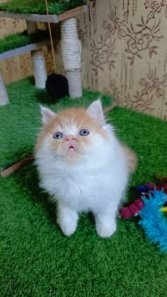 Beautiful Persian kitten(Extreme punch)(Triple coat)(Cash on delivery)