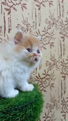 Beautiful Persian kitten(Full punch)(Triple coat)(Cash on delivery)