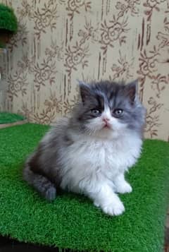 Beautiful Persian kitten(Full punch)(Triple coat)(Cash on delivery)