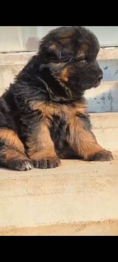 German Shepherd male puppy available