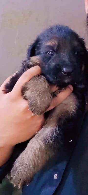 German Shepherd male puppy available 4