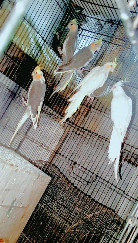 parrot for sale 1