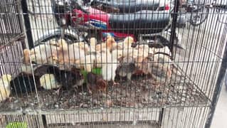 mix different variety chicks for sale