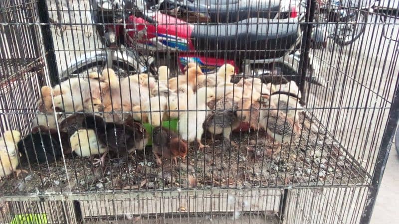 mix different variety chicks for sale 0