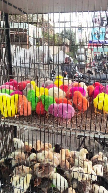 mix different variety chicks for sale 1